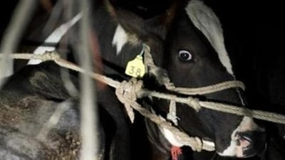The police squad tried to apprehend the suspects as they were smuggling cows in a stolen canter. (AFP File Photo/representative) The police squad tried to apprehend the suspects as they were smuggling cows in a stolen canter. (AFP File Photo/representative)