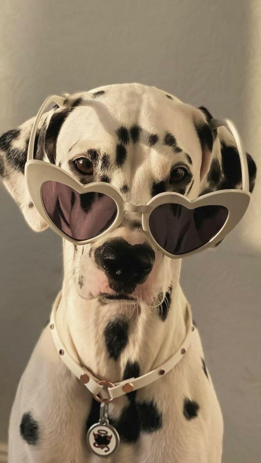 dalmatian93