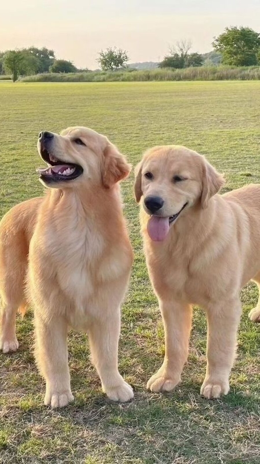 doggo00932
