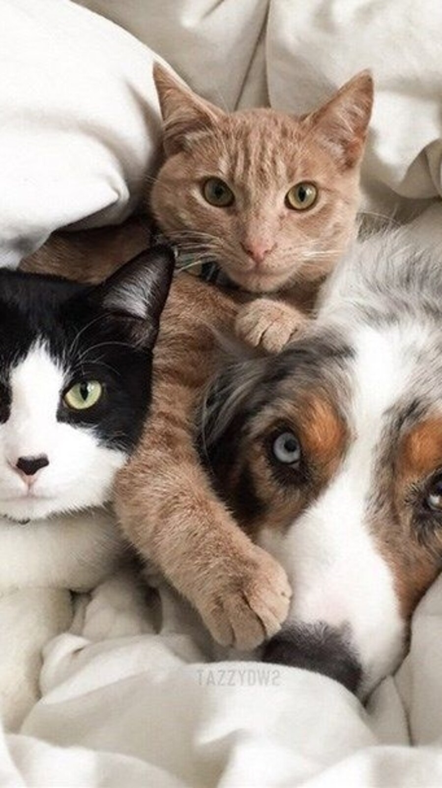 pets019238