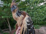 Hoatzin