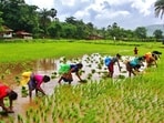 Widows of distress-stricken farmers in Maharashtra are battling various odds to rebuild their lives. (Photo: Praful Gangurde)