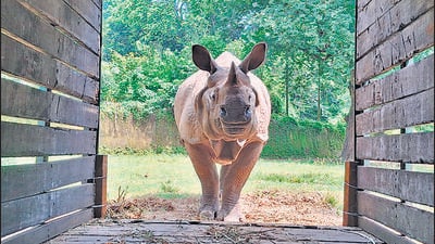 11-year-old one-horned rhinoceros Dharmendra. (Courtesy: NZP) 11-year-old one-horned rhinoceros Dharmendra. (Courtesy: NZP)