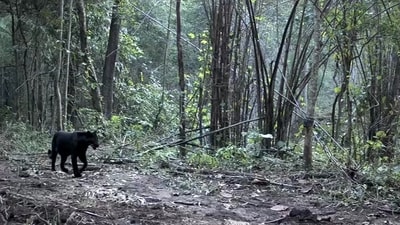 In the video, the melanistic spotted feline, also called the black panther, is seen carrying a cub in its mouth. (ANI screengrab) In the video, the melanistic spotted feline, also called the black panther, is seen carrying a cub in its mouth. (ANI screengrab)
