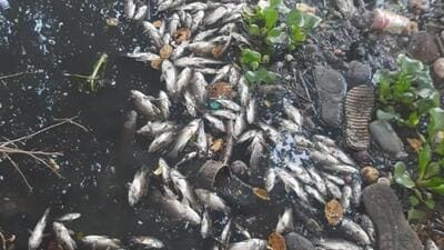 In second such incident in two weeks, many dead fish were found in Ram Nadi near Mula confluence in Baner on Friday. (HT)