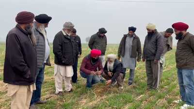Officials of agriculture dept inspect a field at Kokri Kalan village in Moga on Friday (HT Photo) Officials of agriculture dept inspect a field at Kokri Kalan village in Moga on Friday (HT Photo)