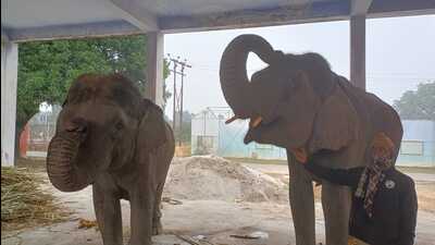 The elephants from Dudhwa National Park to join the search operation. (Sourced) The elephants from Dudhwa National Park to join the search operation. (Sourced)
