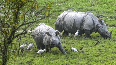Two Indian Rhinoceroses, also known as greater one-horned rhinoceros, are seen with flocks of Egrets and Common Mynas at the Kaziranga National Park, in Golaghat district on Nov. 20 (PTI FILE PHOTO) Two Indian Rhinoceroses, also known as greater one-horned rhinoceros, are seen with flocks of Egrets and Common Mynas at the Kaziranga National Park, in Golaghat district on Nov. 20 (PTI FILE PHOTO)