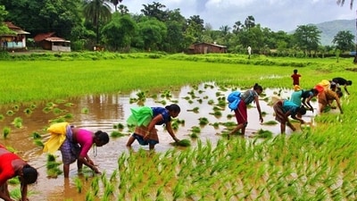 Widows of distress-stricken farmers in Maharashtra are battling various odds to rebuild their lives. (Photo: Praful Gangurde) Widows of distress-stricken farmers in Maharashtra are battling various odds to rebuild their lives. (Photo: Praful Gangurde)