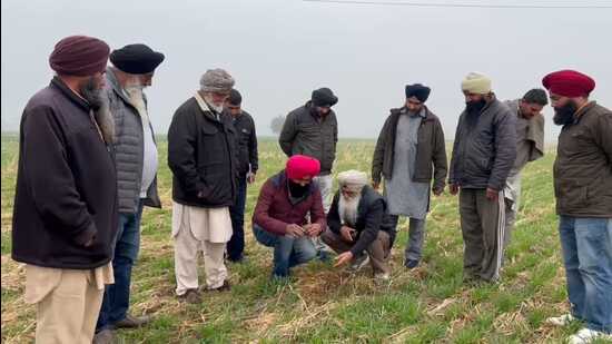 Officials of agriculture dept inspect a field at Kokri Kalan village in Moga on Friday (HT Photo)