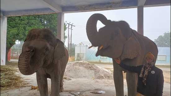 The elephants from Dudhwa National Park to join the search operation. (Sourced)