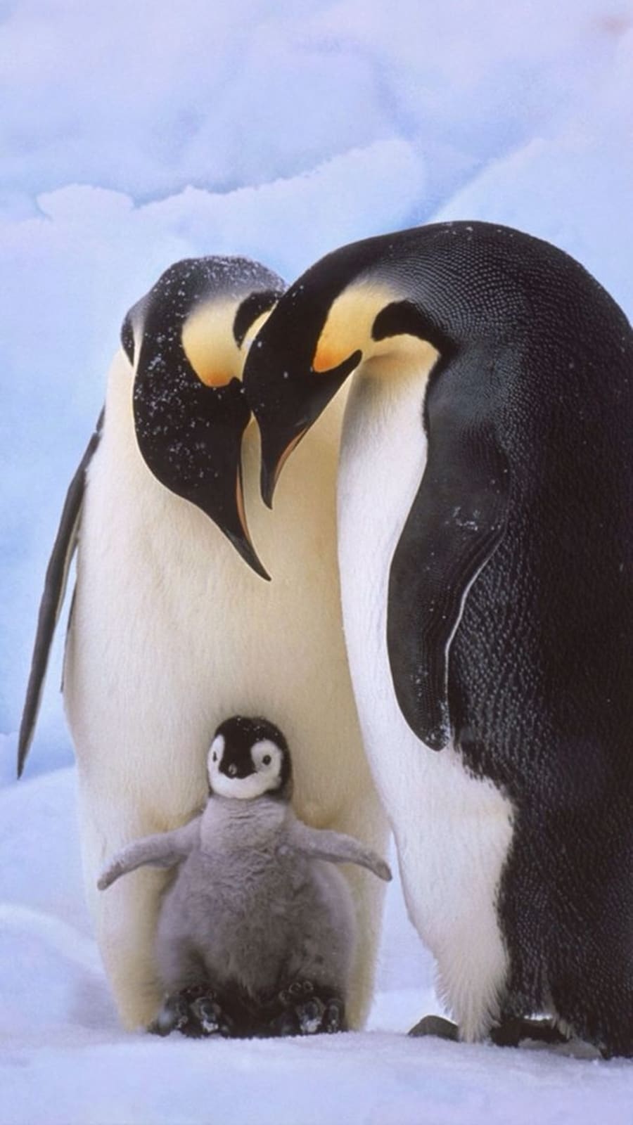 Penguin_Family