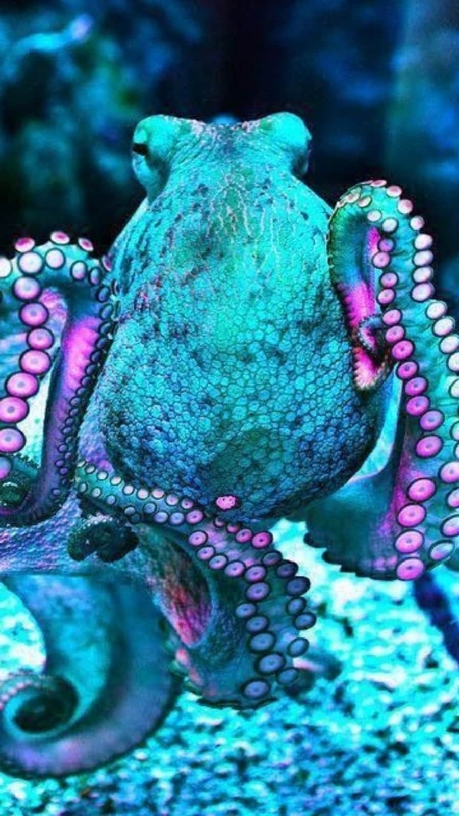 octopus83