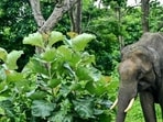 In the Mayurbhanj region of Odisha, an elephant stomped a 45-year-old man to death. In the Mayurbhanj region of Odisha, an elephant stomped a 45-year-old man to death.