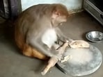 Meet Rani, the 'working monkey' from Uttar Pradesh, winning hearts with her human-like skills.