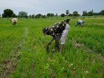 Workers remove weeds from a rice farm outside Kano, Nigeria. Many poor countries in Africa face the harshest effects of climate change: severe droughts, vicious heat and dry land, but also unpredictable rain and devastating flooding. The shocks worsen conflict and upend livelihoods because many people are farmers — work that is increasingly vulnerable to a warming world. (File image) Workers remove weeds from a rice farm outside Kano, Nigeria. Many poor countries in Africa face the harshest effects of climate change: severe droughts, vicious heat and dry land, but also unpredictable rain and devastating flooding. The shocks worsen conflict and upend livelihoods because many people are farmers — work that is increasingly vulnerable to a warming world. (File image)