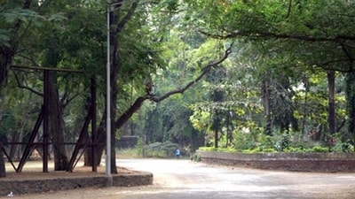 The Sanjay Gandhi National Park, Mumbai. (HT Photo) The Sanjay Gandhi National Park, Mumbai. (HT Photo)
