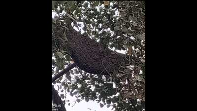 Beehive on a ‘Peepal’ tree inside Nawabganj police station adjoining to the tehsil premises (Sourced) Beehive on a ‘Peepal’ tree inside Nawabganj police station adjoining to the tehsil premises (Sourced)