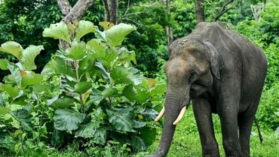 In the Mayurbhanj region of Odisha, an elephant stomped a 45-year-old man to death. (AFP/representative)