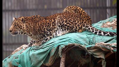 Leopards at the Bir Talab Zoological Park in Bathinda on Monday. (HT Photo) Leopards at the Bir Talab Zoological Park in Bathinda on Monday. (HT Photo)
