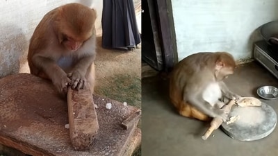 Meet Rani, the 'working monkey' from Uttar Pradesh, winning hearts with her human-like skills. (YouTube/@Ranivlog) Meet Rani, the 'working monkey' from Uttar Pradesh, winning hearts with her human-like skills. (YouTube/@Ranivlog)