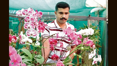 Sabu with a Phalaenopsis. He spends his mornings and evenings tending to the 4,000 orchid plants on his farm. Sabu with a Phalaenopsis. He spends his mornings and evenings tending to the 4,000 orchid plants on his farm.
