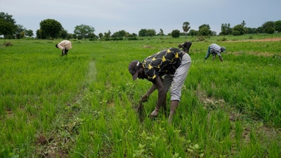 Workers remove weeds from a rice farm outside Kano, Nigeria. Many poor countries in Africa face the harshest effects of climate change: severe droughts, vicious heat and dry land, but also unpredictable rain and devastating flooding. The shocks worsen conflict and upend livelihoods because many people are farmers — work that is increasingly vulnerable to a warming world. (File image) (AP) Workers remove weeds from a rice farm outside Kano, Nigeria. Many poor countries in Africa face the harshest effects of climate change: severe droughts, vicious heat and dry land, but also unpredictable rain and devastating flooding. The shocks worsen conflict and upend livelihoods because many people are farmers — work that is increasingly vulnerable to a warming world. (File image) (AP)