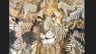 A clever optical illusion featuring zebras’ stripes and positions hid an animal’s face, challenging viewers to spot it. (Instagram/br4inteaserhub) A clever optical illusion featuring zebras’ stripes and positions hid an animal’s face, challenging viewers to spot it. (Instagram/br4inteaserhub)