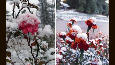 Snow sets on the flowers, Banjar valley. (Deepak Atheist) Snow sets on the flowers, Banjar valley. (Deepak Atheist)
