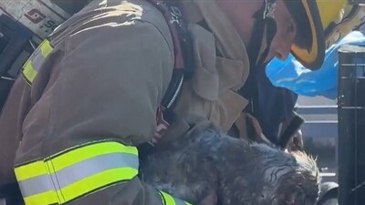 More than 500 animals, mostly tiny birds, were killed in a fire that started at a Dallas retail complex (AP file photo) More than 500 animals, mostly tiny birds, were killed in a fire that started at a Dallas retail complex (AP file photo)