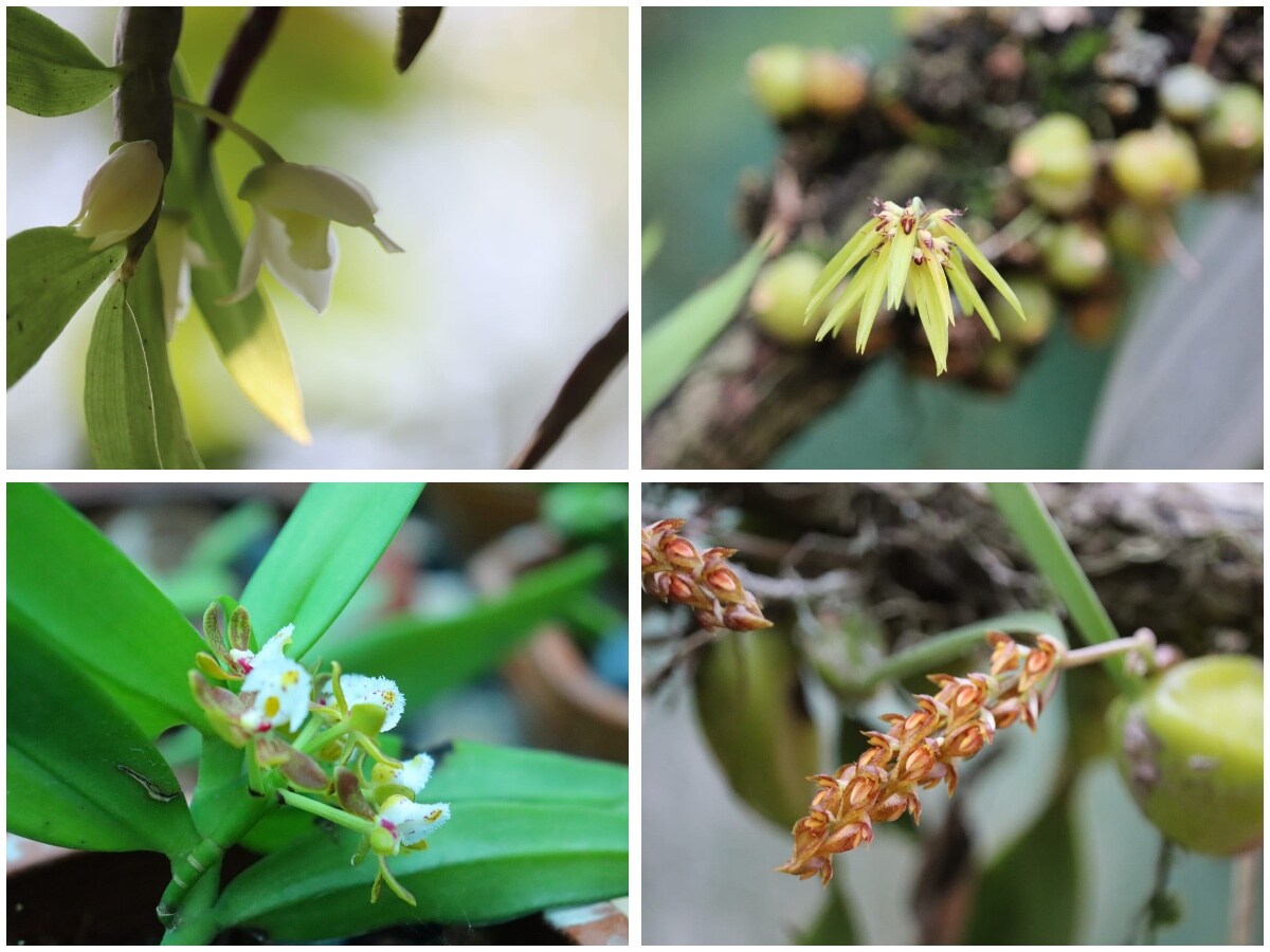 (Clockwise from top left) The orchids in Sabu’s collection include the aqua dendrobium, Nilgiri bulb-leaf, purple-spike bulb-leaf orchid and slanting belly-lip. He has details logged on the native habitats and life cycles of each one. (Clockwise from top left) The orchids in Sabu’s collection include the aqua dendrobium, Nilgiri bulb-leaf, purple-spike bulb-leaf orchid and slanting belly-lip. He has details logged on the native habitats and life cycles of each one.