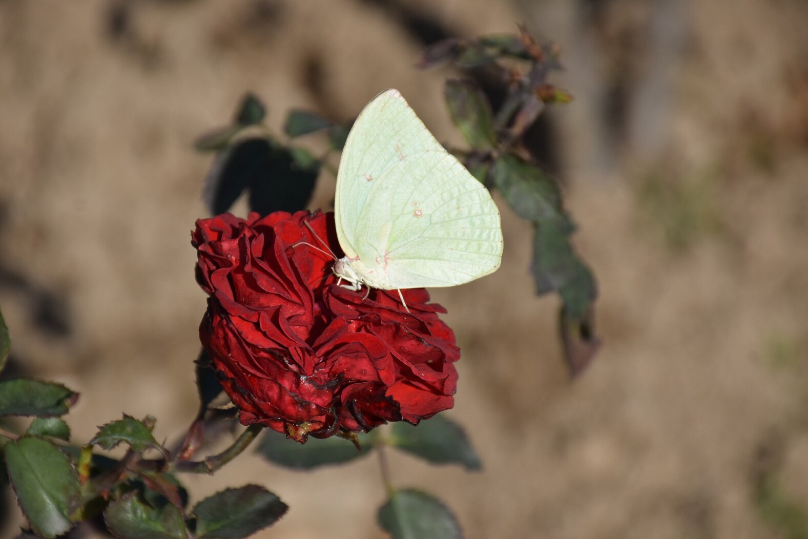 A butterfly perched on a rose. (Rajesh Khurana) A butterfly perched on a rose. (Rajesh Khurana)
