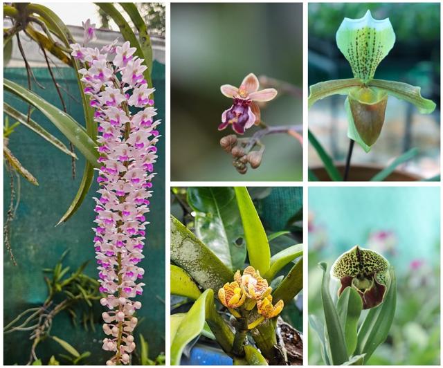 (Clockwise from left) The foxtail orchid, bee orchid, endangered golden paph, a hybrid of the venus slipper, and the brittle orchid. (Clockwise from left) The foxtail orchid, bee orchid, endangered golden paph, a hybrid of the venus slipper, and the brittle orchid.