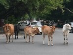 Uttar Pradesh BJP MLA from Loni, Nand Kishore Gujar, alleged that 50,000 cows are being slaughtered every day. (Sanchit Khanna/HT Photo) Uttar Pradesh BJP MLA from Loni, Nand Kishore Gujar, alleged that 50,000 cows are being slaughtered every day. (Sanchit Khanna/HT Photo)