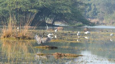 At Sultanpur National Park on Sunday. (Parveen Kumar/HT Photo) At Sultanpur National Park on Sunday. (Parveen Kumar/HT Photo)