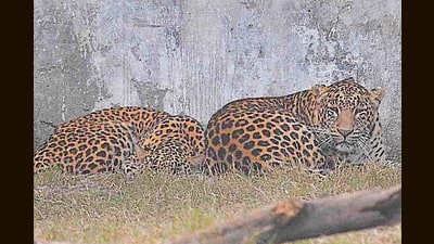 Leopards in an enclosure at the zoo in Ludhiana on Sunday. (HT Photo) Leopards in an enclosure at the zoo in Ludhiana on Sunday. (HT Photo)