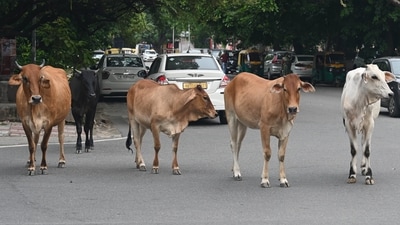 Uttar Pradesh BJP MLA from Loni, Nand Kishore Gujar, alleged that 50,000 cows are being slaughtered every day. (Sanchit Khanna/HT Photo) Uttar Pradesh BJP MLA from Loni, Nand Kishore Gujar, alleged that 50,000 cows are being slaughtered every day. (Sanchit Khanna/HT Photo)