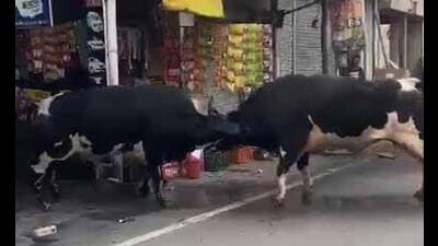Two stray cattle clashed with each other in Haibowal area on Friday, causing heavy damage to several vehicles in Ludhiana. (HT Photo) Two stray cattle clashed with each other in Haibowal area on Friday, causing heavy damage to several vehicles in Ludhiana. (HT Photo)