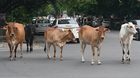 Uttar Pradesh BJP MLA from Loni, Nand Kishore Gujar, alleged that 50,000 cows are being slaughtered every day. (Sanchit Khanna/HT Photo)