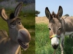 Shrek's iconic Donkey and Perry the donkey Shrek's iconic Donkey and Perry the donkey