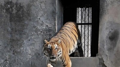 The deaths of three tigers and a sub-adult leopard at the Gorewada Wildlife Rescue Centre (GRC) prompted the Wildlife Research and Training Centre (WRTC) to issue a statewide advisory. Representative Image. (Photo by Harsimar Pal Singh/Hindustan Times) The deaths of three tigers and a sub-adult leopard at the Gorewada Wildlife Rescue Centre (GRC) prompted the Wildlife Research and Training Centre (WRTC) to issue a statewide advisory. Representative Image. (Photo by Harsimar Pal Singh/Hindustan Times)