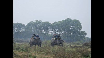 Elephants Sulochana and Dyna in Rehmankheda combing for the elusive tiger (Sourced) Elephants Sulochana and Dyna in Rehmankheda combing for the elusive tiger (Sourced)