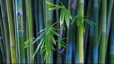 In addition to being environmental-friendly, the bamboo crockery is lighter than ceramic alternatives, offering greater ease of use (FOR REPRESENTATION) In addition to being environmental-friendly, the bamboo crockery is lighter than ceramic alternatives, offering greater ease of use (FOR REPRESENTATION)