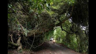 Motorists ride through the Shola-grassland forests or cloud forests in Nilgiris district, India, Wednesday, Sept. 25, 2024. (AP Photo/Aijaz Rahi) (AP) Motorists ride through the Shola-grassland forests or cloud forests in Nilgiris district, India, Wednesday, Sept. 25, 2024. (AP Photo/Aijaz Rahi) (AP)