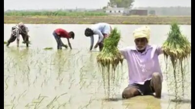 Over 1.29 lakh workers have already been registered in fiscal 2024-25. (Pic for representation) Over 1.29 lakh workers have already been registered in fiscal 2024-25. (Pic for representation)