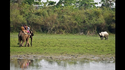 The approval pertains to the diversion of 26.1 hectares within the Geleky Reserved Forest, situated along the volatile Assam-Nagaland border in Sivasagar Forest Division. (REUTERS) The approval pertains to the diversion of 26.1 hectares within the Geleky Reserved Forest, situated along the volatile Assam-Nagaland border in Sivasagar Forest Division. (REUTERS)