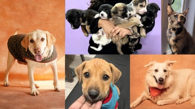 These adorable furry pals are looking for forever homes. Inform us if you know of a pet who needs a home, at: htcity.pets@gmail.com These adorable furry pals are looking for forever homes. Inform us if you know of a pet who needs a home, at: htcity.pets@gmail.com