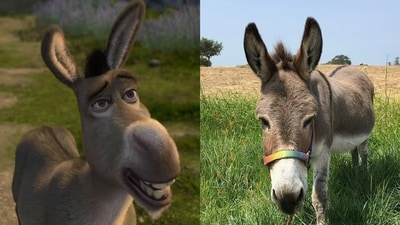 Shrek's iconic Donkey and Perry the donkey Shrek's iconic Donkey and Perry the donkey