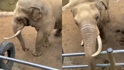 An elephant in captivity delighted netizens by returning a kid's shoe that fell into its enclosure. (X/@susantananda3)