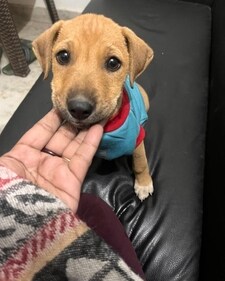 Kismat is a 2-month-old female indie caramel beauty who is super friendly, great with humans and dogs. Kismat is a 2-month-old female indie caramel beauty who is super friendly, great with humans and dogs.